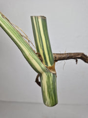 Monstera Variegata Steckling (zum aussuchen)
