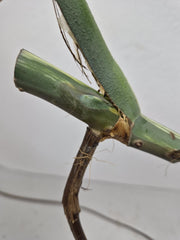 Monstera Variegata Steckling (zum aussuchen)