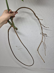 Monstera Variegata Steckling (zum aussuchen)