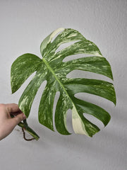 Monstera Variegata Steckling (zum aussuchen)