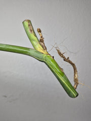 Monstera Variegata Steckling (zum aussuchen)