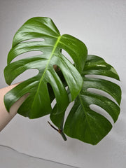Monstera Variegata Steckling (zum aussuchen)