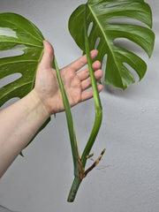 Monstera Variegata Steckling (zum aussuchen)