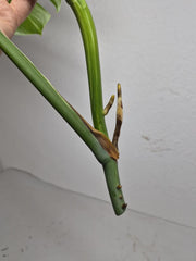 Monstera Variegata Steckling (zum aussuchen)