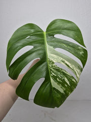 Monstera Variegata Steckling (zum aussuchen)