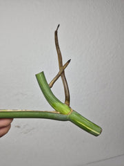 Monstera Variegata Steckling (zum aussuchen)