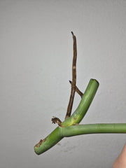 Monstera Variegata Steckling (zum aussuchen)