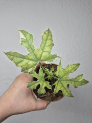 Sad Plants