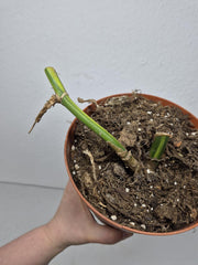 Sad Plants