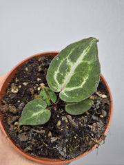 Sad Plants