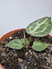 Sad Plants