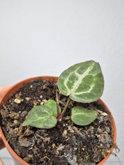 Sad Plants