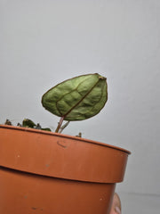 Sad Plants