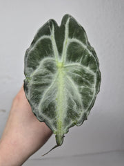Sad Plants