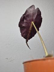 Sad Plants