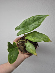 Sad Plants
