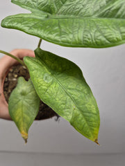 Sad Plants