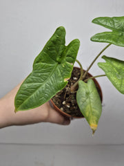 Sad Plants