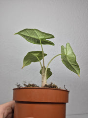 Sad Plants
