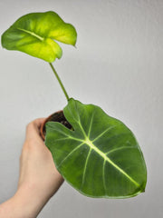 Sad Plants
