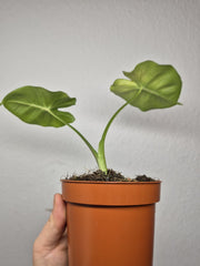 Sad Plants