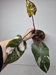 Sad Plants