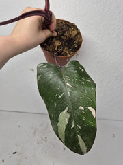 Sad Plants