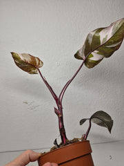 Sad Plants