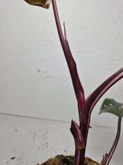 Sad Plants