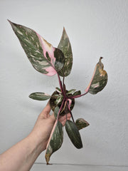 Sad Plants