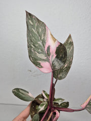 Sad Plants