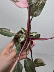 Sad Plants