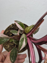 Sad Plants