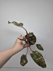 Sad Plants