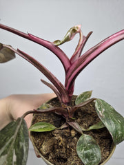 Sad Plants