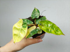 Philodendron Billietiae Variegata