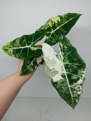 Alocasia Frydek Variegata (zum aussuchen)