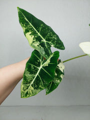 Alocasia Frydek Variegata (zum aussuchen)
