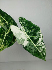 Alocasia Frydek Variegata (zum aussuchen)