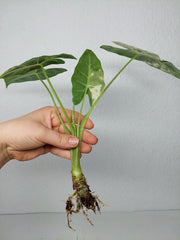 Alocasia Frydek Variegata (zum aussuchen)