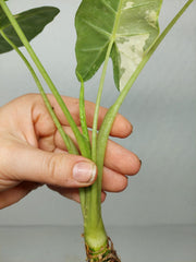 Alocasia Frydek Variegata (zum aussuchen)