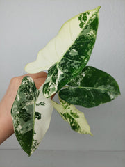 Alocasia Frydek Variegata (zum aussuchen)