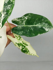 Alocasia Frydek Variegata (zum aussuchen)