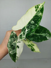 Alocasia Frydek Variegata (zum aussuchen)