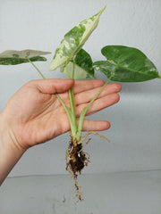 Alocasia Frydek Variegata (zum aussuchen)