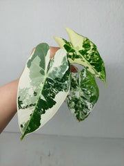 Alocasia Frydek Variegata (zum aussuchen)