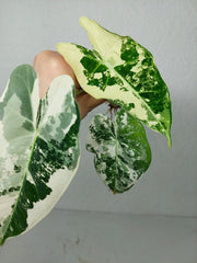Alocasia Frydek Variegata (zum aussuchen)
