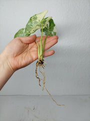 Alocasia Frydek Variegata (zum aussuchen)