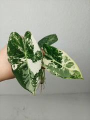 Alocasia Frydek Variegata (zum aussuchen)