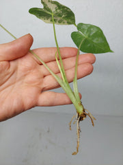 Alocasia Frydek Variegata (zum aussuchen)